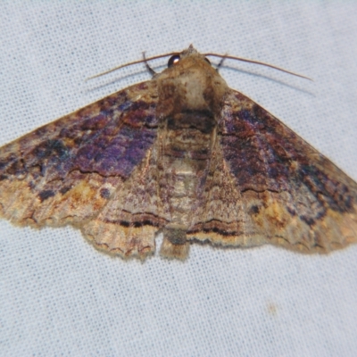 Pericyma cruegeri (Poinciana Looper, Erebinae) at Sheldon, QLD - 28 Mar 2007 by PJH123