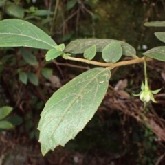 Fieldia australis at Morton National Park - 17 Jul 2023 by plants