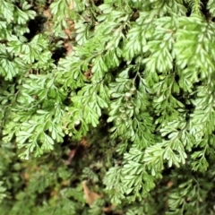 Hymenophyllum cupressiforme (Common Filmy Fern) at Morton National Park - 17 Jul 2023 by plants