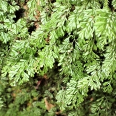 Hymenophyllum cupressiforme (Common Filmy Fern) at Wingecarribee Local Government Area - 17 Jul 2023 by plants