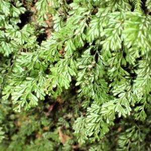 Hymenophyllum cupressiforme at Fitzroy Falls, NSW - 17 Jul 2023