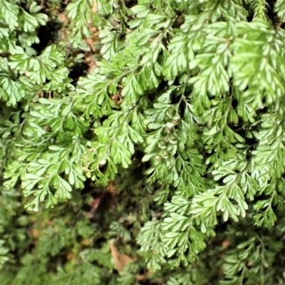 Hymenophyllum cupressiforme (Common Filmy Fern) at Fitzroy Falls, NSW - 17 Jul 2023 by plants