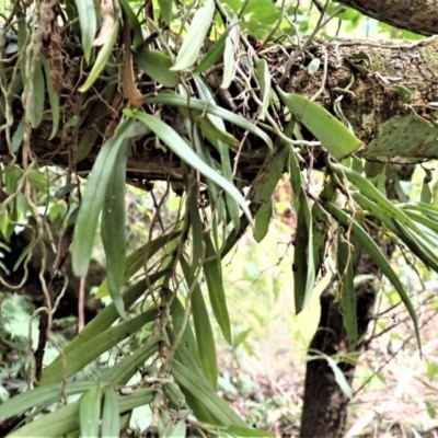Plectorrhiza tridentata (Tangle Orchid) at Fitzroy Falls - 17 Jul 2023 by plants
