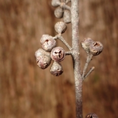 Eucalyptus fastigata (Brown Barrel) at Morton National Park - 17 Jul 2023 by plants