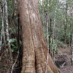 Eucalyptus fastigata at Fitzroy Falls, NSW - 17 Jul 2023