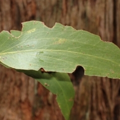 Eucalyptus fastigata at Fitzroy Falls, NSW - 17 Jul 2023