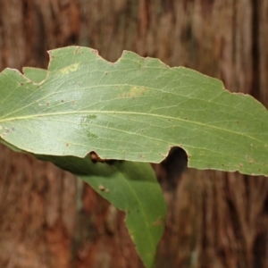 Eucalyptus fastigata at Fitzroy Falls, NSW - 17 Jul 2023