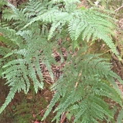 Adiantum formosum (Black Stem, Black-stem Maidenhair) at Fitzroy Falls, NSW - 17 Jul 2023 by plants