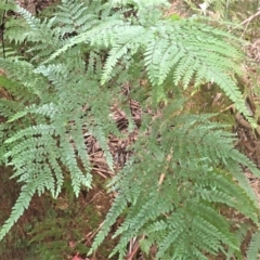 Adiantum formosum (Black Stem, Black-stem Maidenhair) at Wingecarribee Local Government Area - 17 Jul 2023 by plants