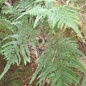 Adiantum formosum at Fitzroy Falls, NSW - 17 Jul 2023 10:46 AM