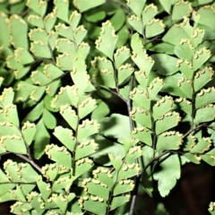 Adiantum formosum at Fitzroy Falls, NSW - 17 Jul 2023 10:46 AM