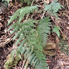 Polystichum australiense (Harsh Shield Fern) at Fitzroy Falls, NSW - 17 Jul 2023 by plants