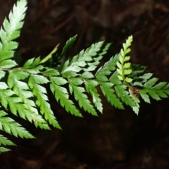 Polystichum australiense at Fitzroy Falls, NSW - 17 Jul 2023 10:50 AM