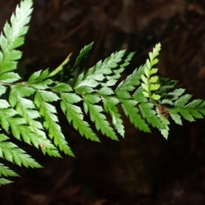 Polystichum australiense at Fitzroy Falls, NSW - 17 Jul 2023