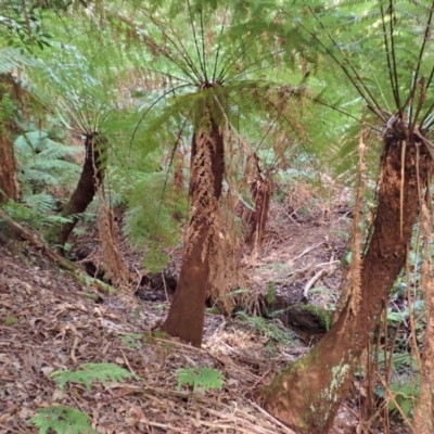 Dicksonia antarctica (Soft Treefern) at Morton National Park - 17 Jul 2023 by plants