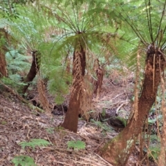 Dicksonia antarctica (Soft Treefern) at Fitzroy Falls, NSW - 17 Jul 2023 by plants