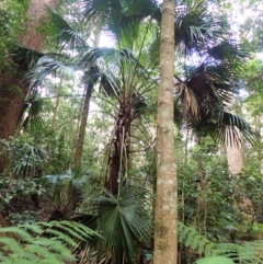 Livistona australis (Australian Cabbage Palm) at Morton National Park - 17 Jul 2023 by plants