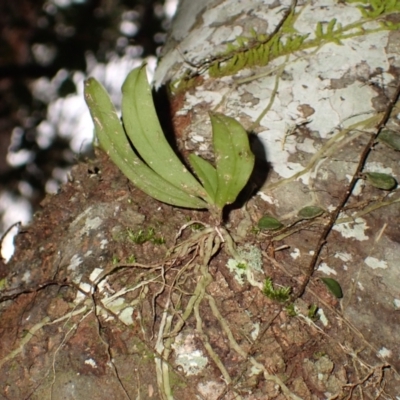 Sarcochilus falcatus (Orange Blossum Orchid) at Fitzroy Falls, NSW - 17 Jul 2023 by plants