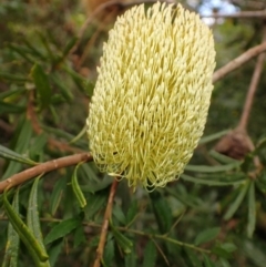Banksia marginata (Silver Banksia) at Fitzroy Falls, NSW - 17 Jul 2023 by plants