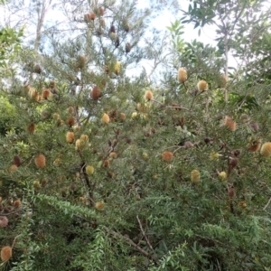 Banksia marginata at Fitzroy Falls, NSW - 17 Jul 2023 11:50 AM