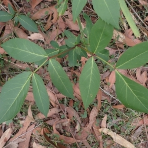 Polyscias sambucifolia at Fitzroy Falls, NSW - 17 Jul 2023 12:05 PM