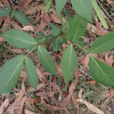 Polyscias sambucifolia (Elderberry Panax) at Fitzroy Falls, NSW - 17 Jul 2023 by plants