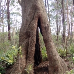 Eucalyptus piperita subsp. urceolaris at Fitzroy Falls, NSW - 17 Jul 2023