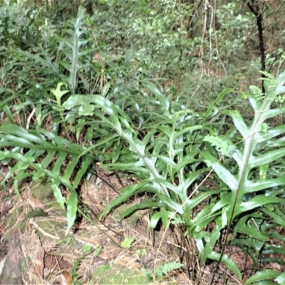 Microsorum pustulatum subsp. pustulatum (Kangaroo Fern) at Robertson - 17 Jul 2023 by plants