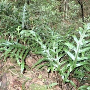 Microsorum pustulatum subsp. pustulatum at Robertson, NSW - 17 Jul 2023