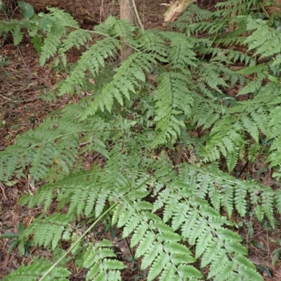 Diplazium australe (Austral Lady Fern) at Wingecarribee Local Government Area - 17 Jul 2023 by plants