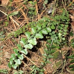Asplenium flabellifolium (Necklace Fern) at Wingecarribee Local Government Area - 17 Jul 2023 by plants