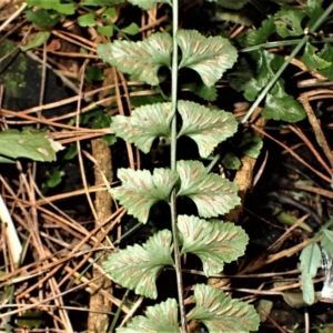 Asplenium flabellifolium at Robertson, NSW - 17 Jul 2023