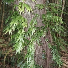 Arthropteris tenella (Climbing Fern) at Wingecarribee Local Government Area - 17 Jul 2023 by plants