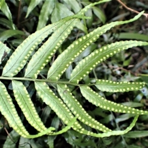 Arthropteris tenella at Robertson, NSW - 17 Jul 2023