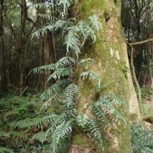 Microsorum scandens at Robertson, NSW - 17 Jul 2023 01:13 PM