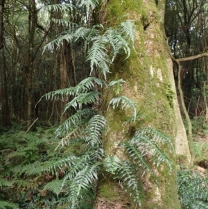 Microsorum scandens at Robertson, NSW - 17 Jul 2023