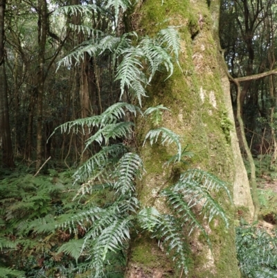 Microsorum scandens (Fragrant Fern) at Robertson - 17 Jul 2023 by plants