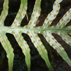 Microsorum scandens at Robertson, NSW - 17 Jul 2023