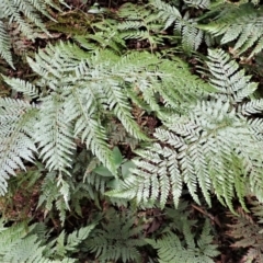 Lastreopsis microsora (Creeping Shield Fern) at Robertson Nature Reserve - 17 Jul 2023 by plants