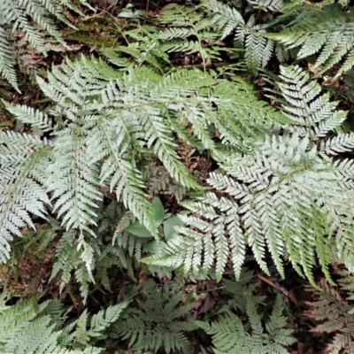 Lastreopsis microsora (Creeping Shield Fern) at Robertson - 17 Jul 2023 by plants