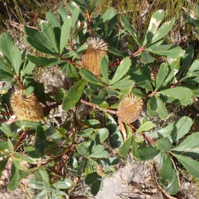 Banksia paludosa subsp. paludosa (Swamp Banksia) at Budderoo, NSW - 17 Jul 2023 by plants