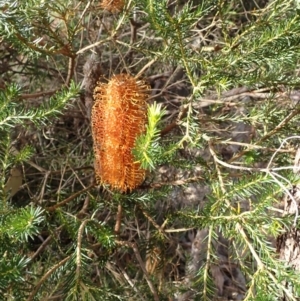 Banksia ericifolia subsp. ericifolia at Budderoo, NSW - 17 Jul 2023 02:18 PM