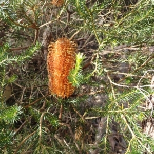 Banksia ericifolia subsp. ericifolia at Budderoo, NSW - 17 Jul 2023