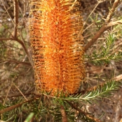 Banksia ericifolia subsp. ericifolia at Budderoo, NSW - 17 Jul 2023