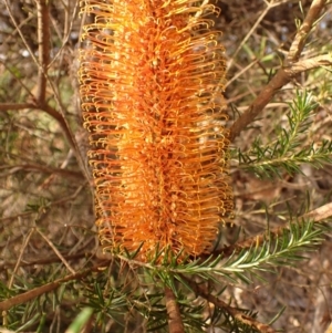 Banksia ericifolia subsp. ericifolia at Budderoo, NSW - 17 Jul 2023 02:18 PM