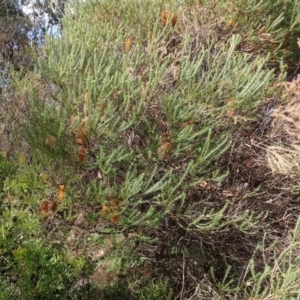 Banksia ericifolia subsp. ericifolia at Budderoo, NSW - 17 Jul 2023