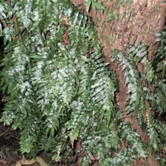 Arthropteris tenella (Climbing Fern) at Wingecarribee Local Government Area - 17 Jul 2023 by plants