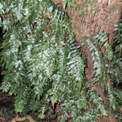 Arthropteris tenella (Climbing Fern) at Robertson, NSW - 17 Jul 2023 by plants