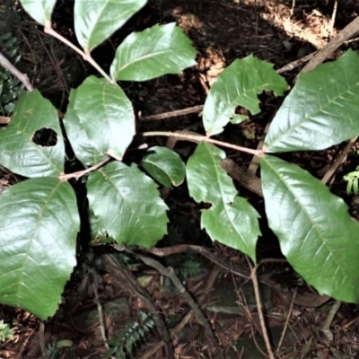 Alectryon subcinereus (Native Rambutan) at Robertson, NSW - 17 Jul 2023 by plants