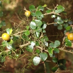 Pittosporum multiflorum (Orange Thorn) at Robertson, NSW - 17 Jul 2023 by plants